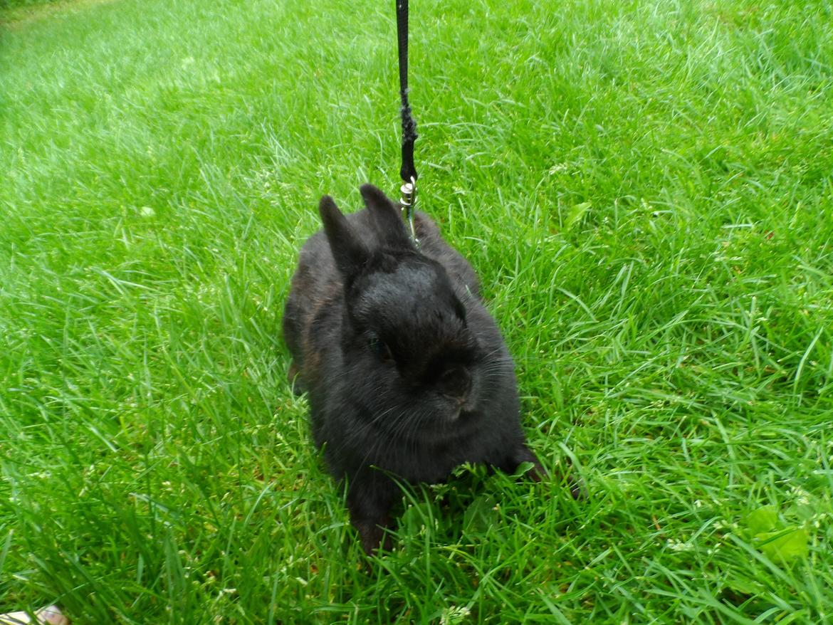 Kanin Buffy billede 1