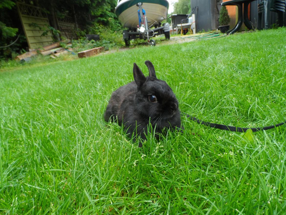 Kanin Buffy billede 2