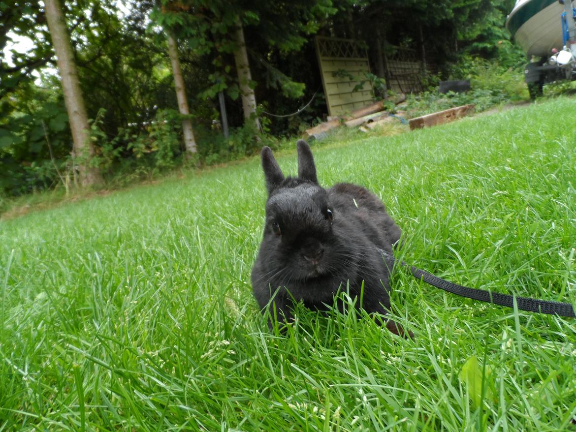 Kanin Buffy billede 3