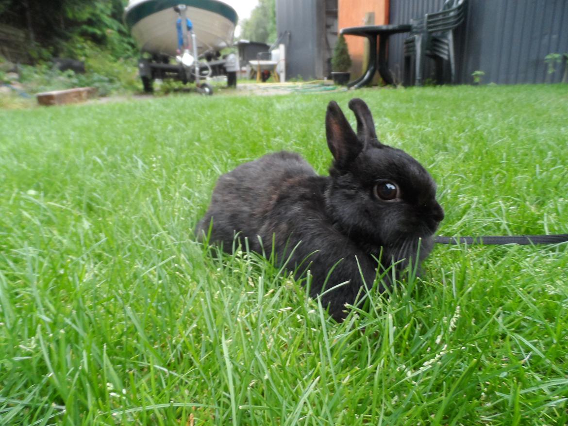 Kanin Buffy billede 4