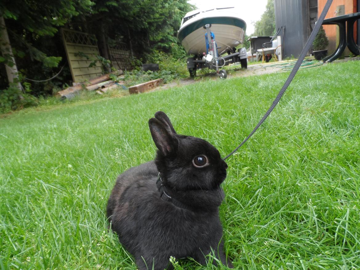 Kanin Buffy billede 5