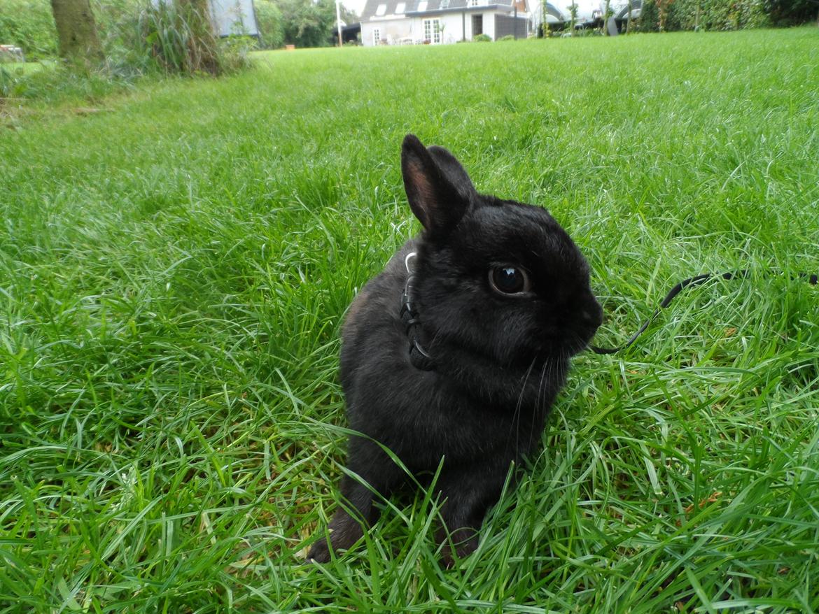 Kanin Buffy billede 6