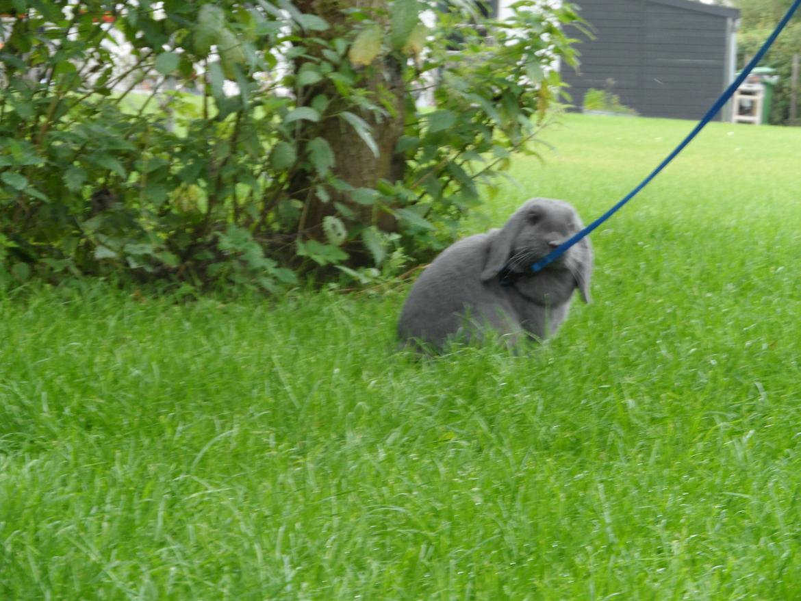 Kanin Tarzan TIL SALG billede 1