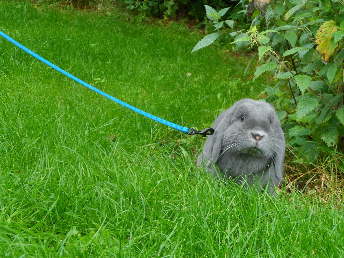 Kanin Tarzan TIL SALG billede 2