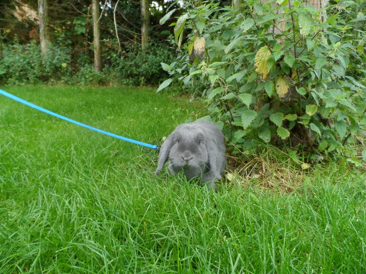 Kanin Tarzan TIL SALG billede 3