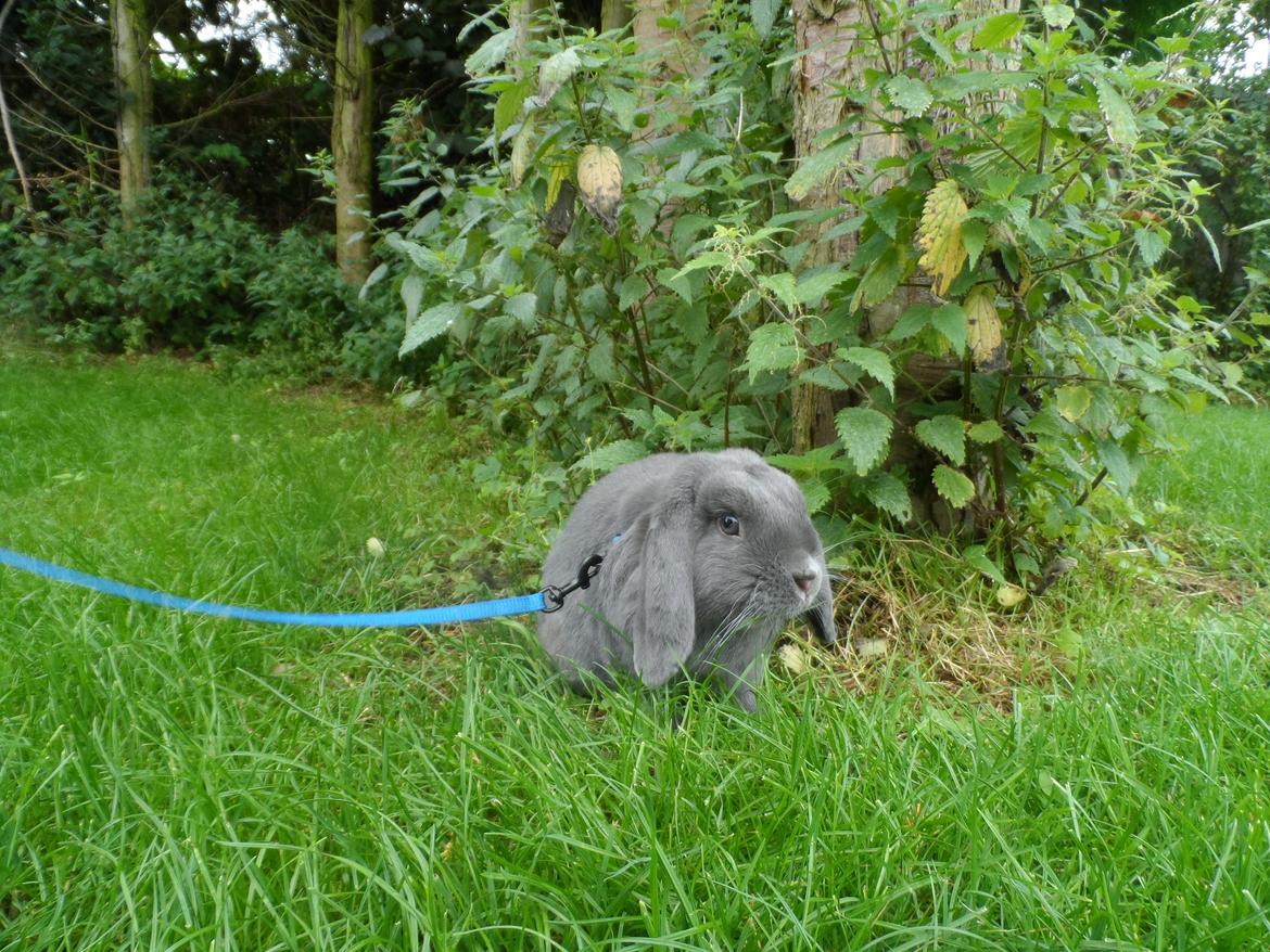 Kanin Tarzan TIL SALG billede 4