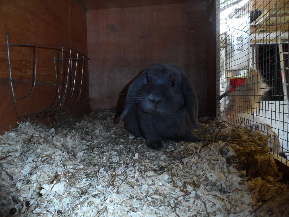 Kanin Tarzan TIL SALG billede 5