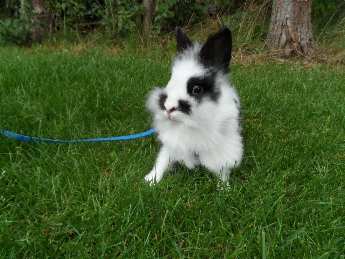 Kanin Snehvide billede 1