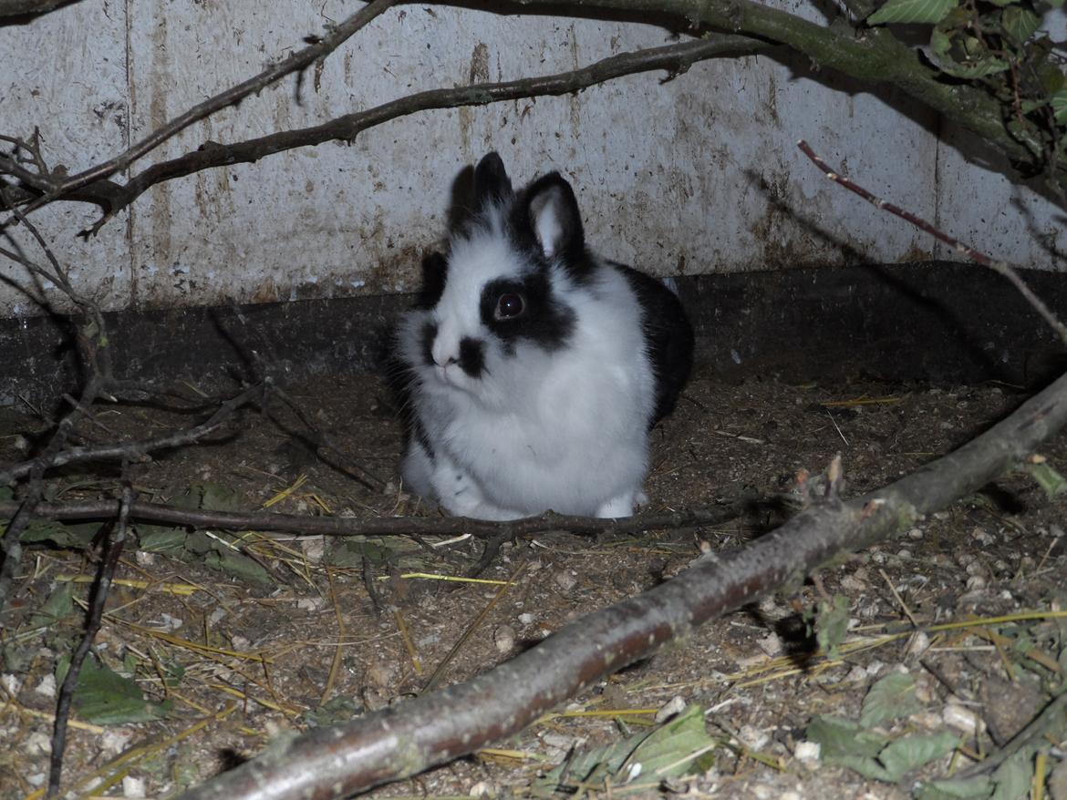 Kanin Snehvide billede 9