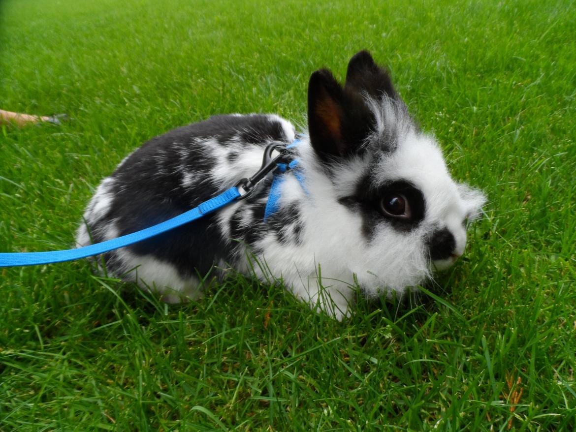 Kanin Snehvide billede 10