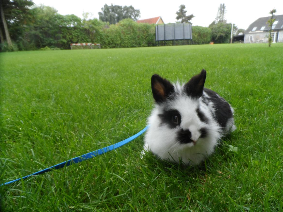 Kanin Snehvide billede 11