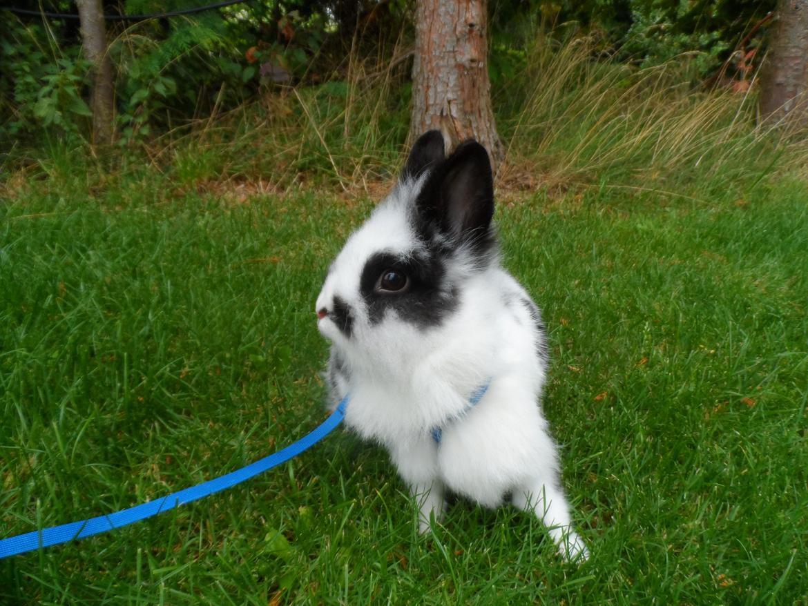 Kanin Snehvide billede 12