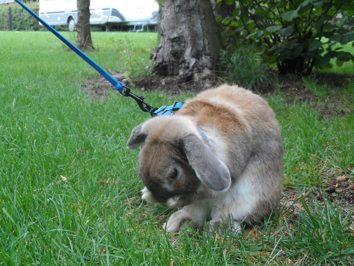 Kanin Stampe billede 1