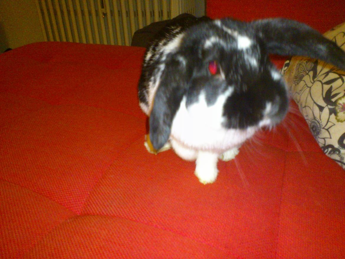 Kanin Bastian billede 19