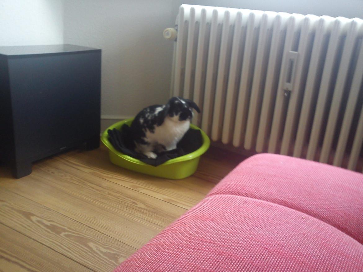 Kanin Bastian - Se mig i min nye fine kurv billede 21