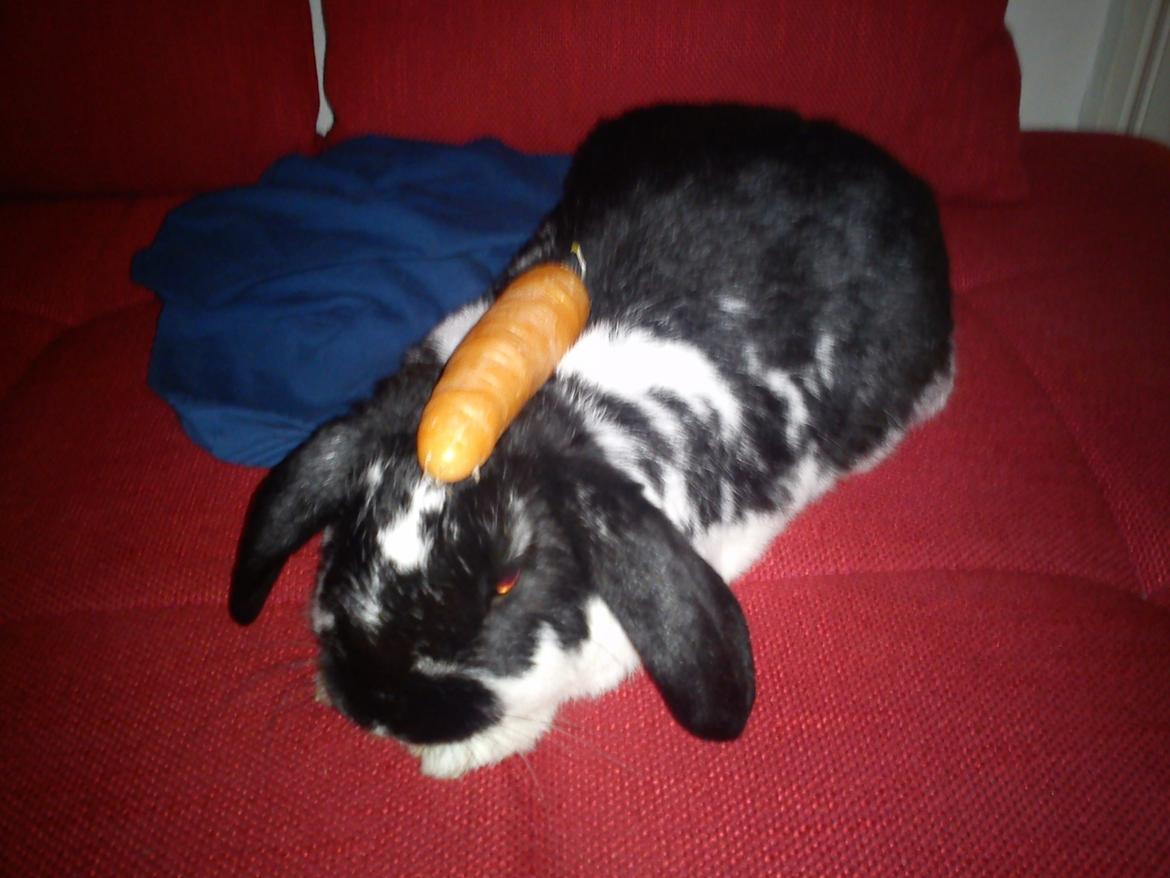 Kanin Bastian - hmmf nu skal jeg os selv til at bære mine gulerødder ind i skålen billede 11