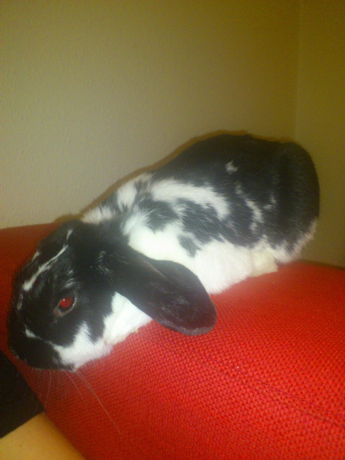 Kanin Bastian - liiiige lidt mere så ligger jeg ovenpå dig og putter billede 22