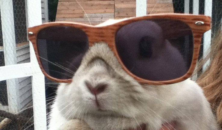 Kanin Fine billede 1