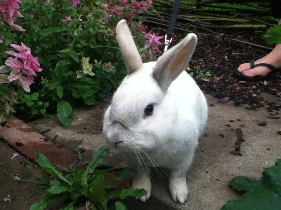 Kanin Fine billede 3