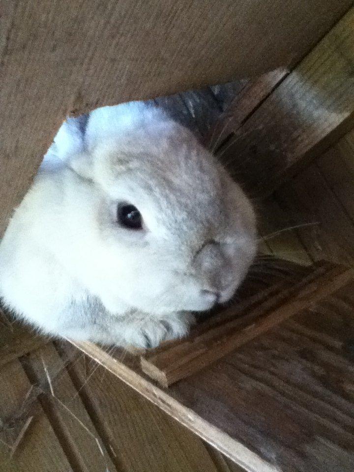 Kanin Fine billede 4