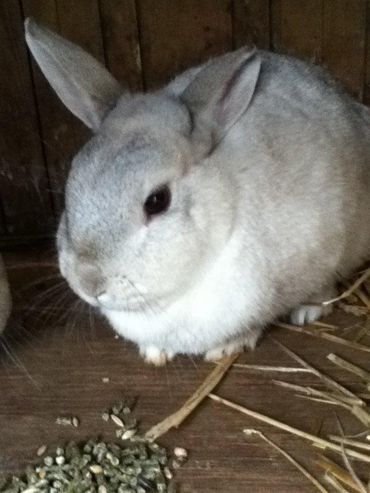 Kanin Fine billede 5