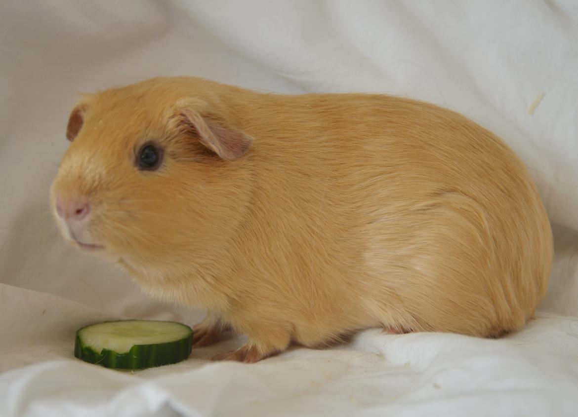 Marsvin Nelly Von Curia billede 14