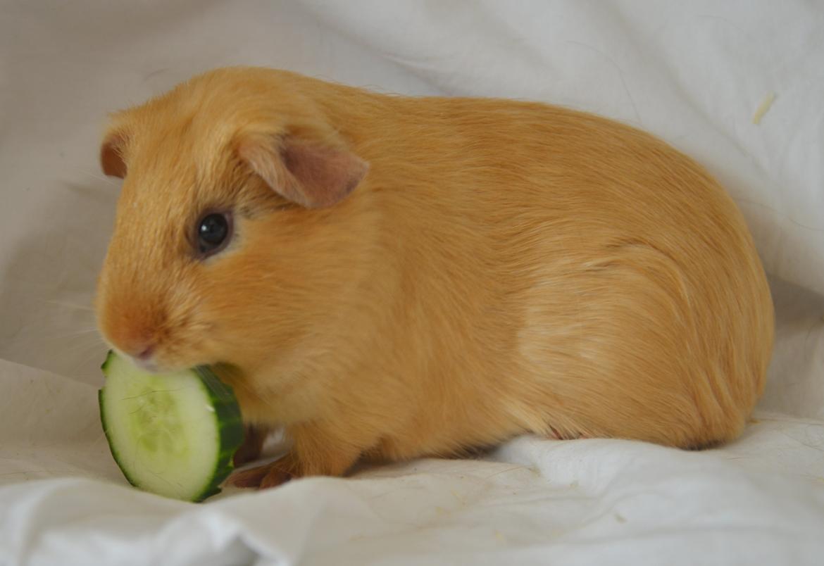 Marsvin Nelly Von Curia billede 15