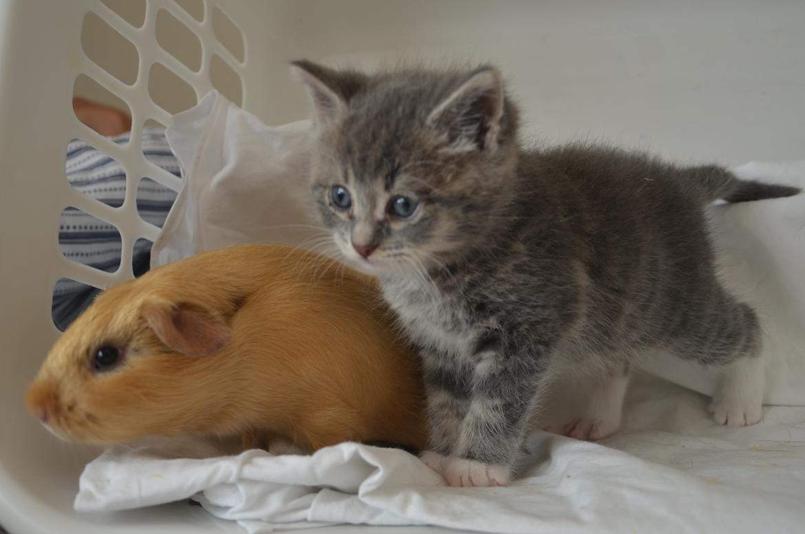 Marsvin Nelly Von Curia billede 16