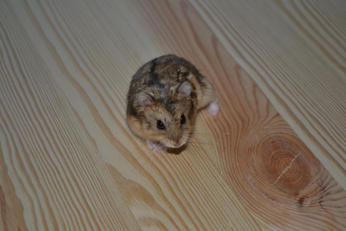 Dværghamster Nightangel's Trakattacker billede 6