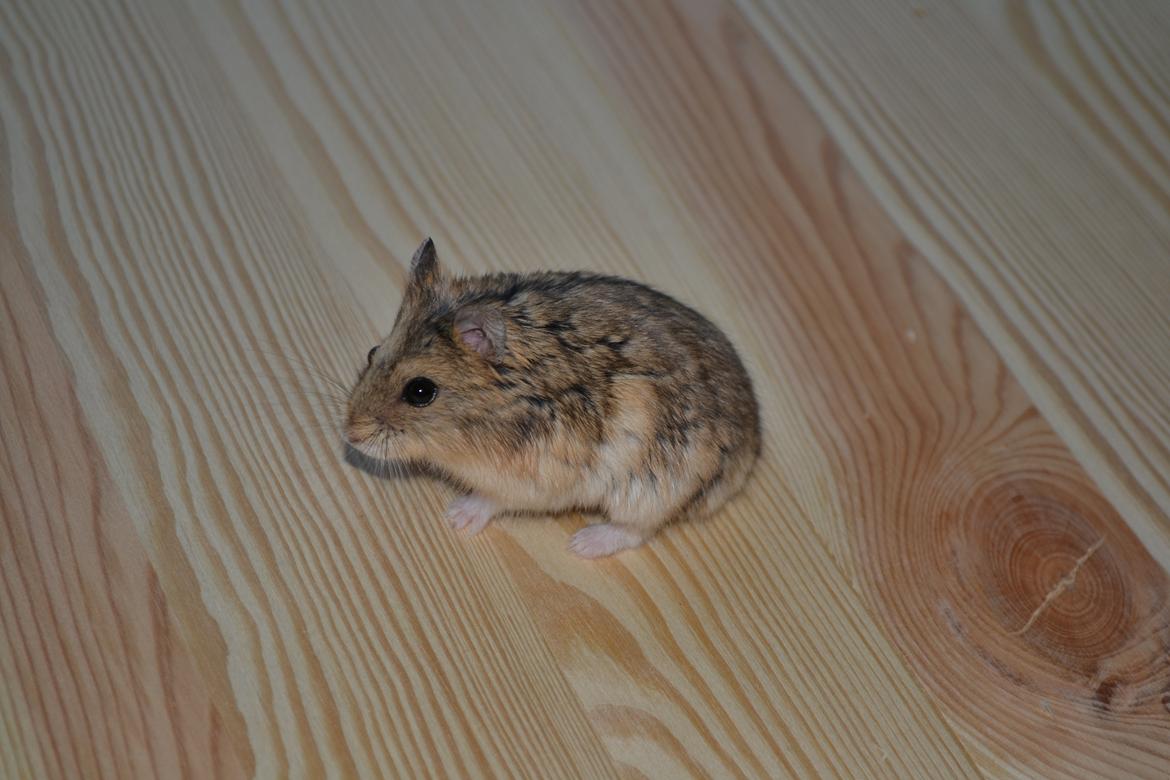 Dværghamster Nightangel's Trakattacker billede 7