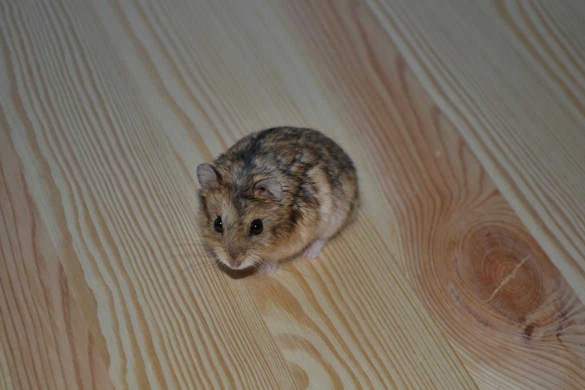 Dværghamster Nightangel's Trakattacker billede 8