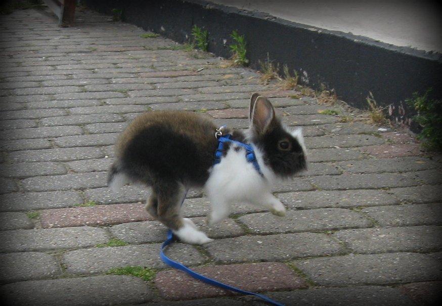 Kanin Pjerrot R.I.P - Afsted! :D billede 2