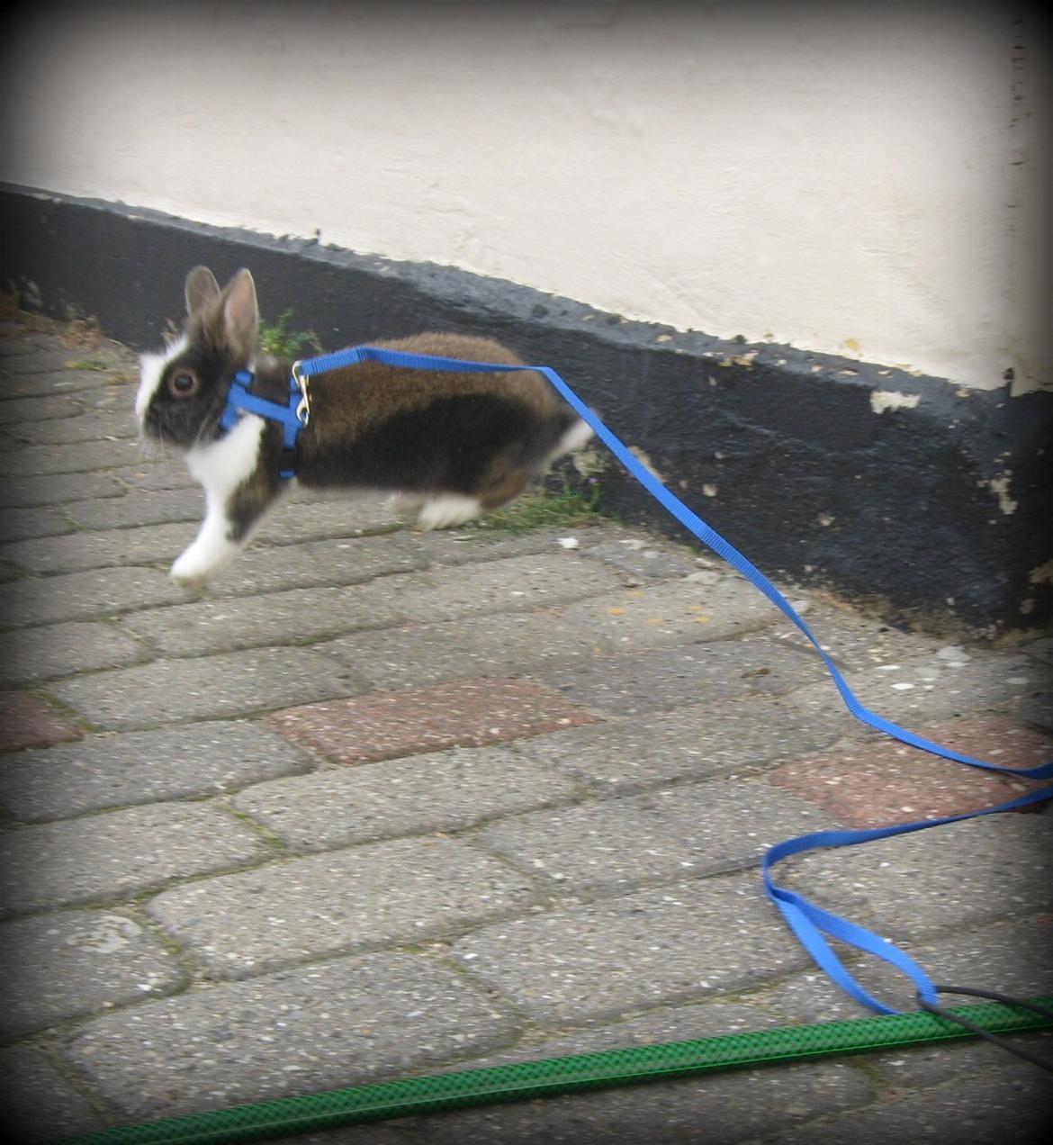 Kanin Pjerrot R.I.P - Hopla! :D billede 3