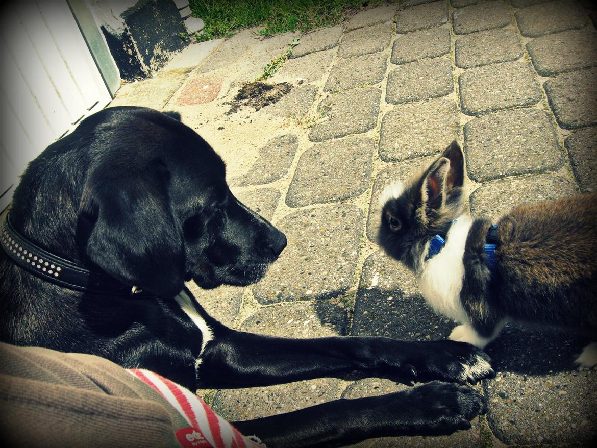 Kanin Pjerrot R.I.P - Heej Lucas! billede 4