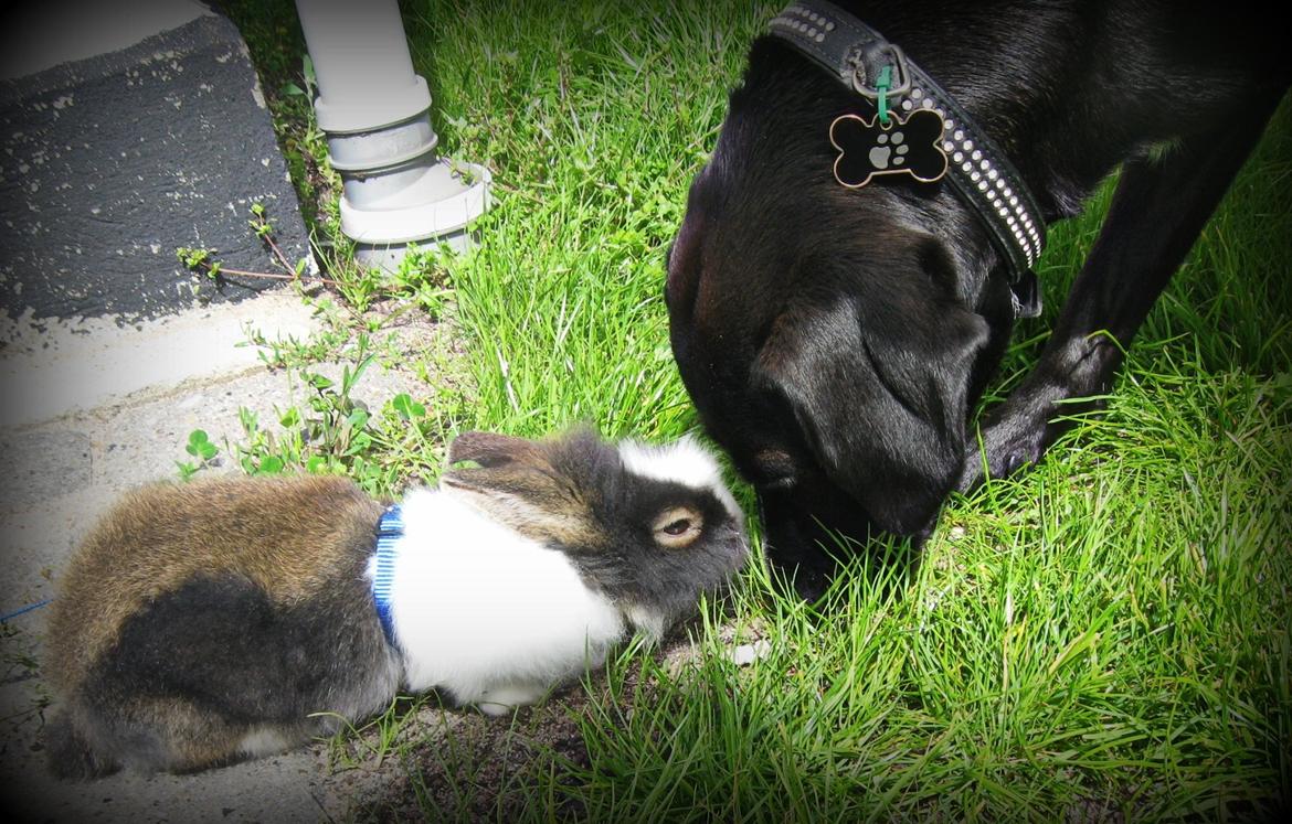 Kanin Pjerrot R.I.P - Finder du noget spænnende Lucas? billede 5