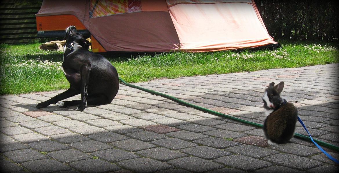 Kanin Pjerrot R.I.P - Store kløe/vaskedag! ;D billede 6