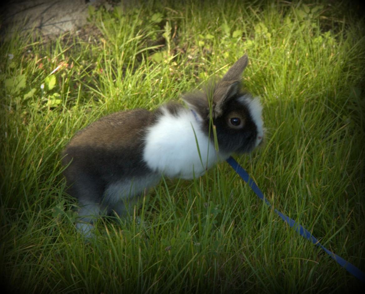 Kanin Pjerrot R.I.P - Spriing! :D billede 7