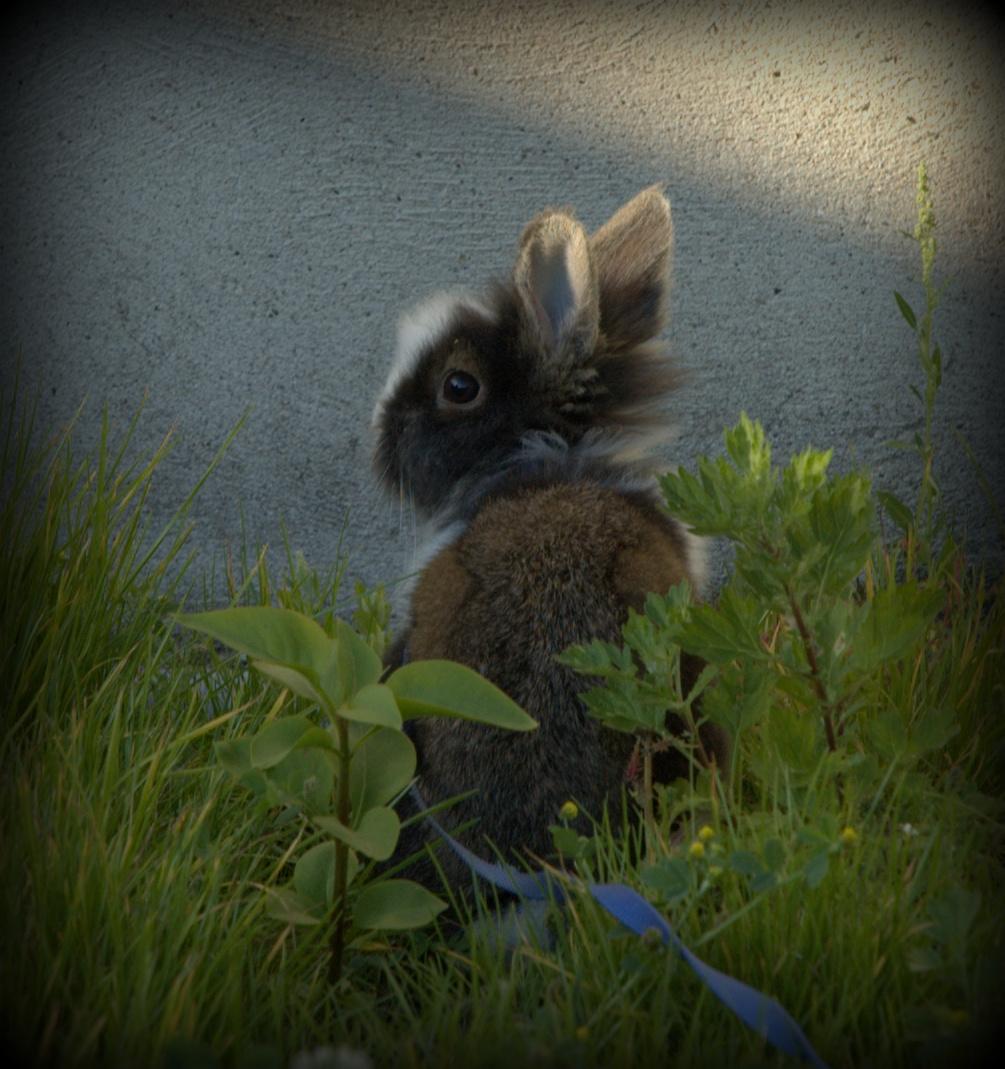 Kanin Pjerrot R.I.P - Jeg vender mig da bar om, så kan du ikk tag billeder af mig :p billede 8