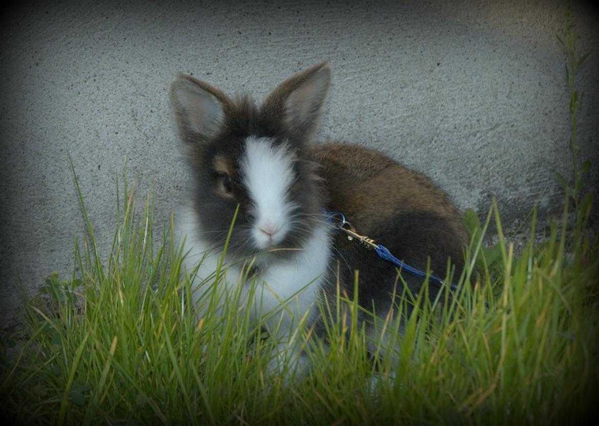 Kanin Pjerrot R.I.P - Halløj! :D billede 1