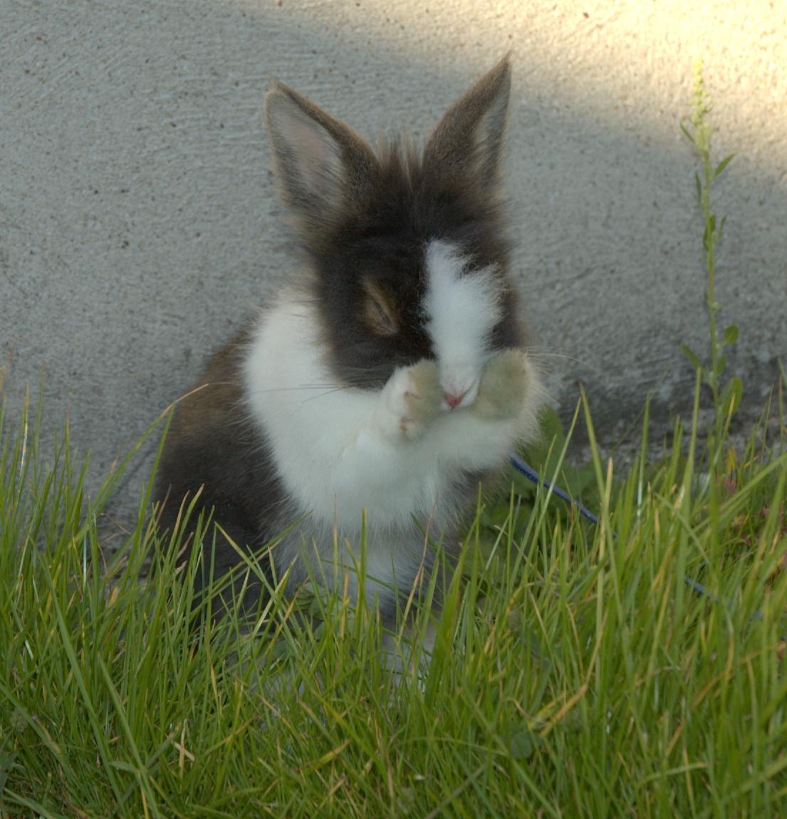 Kanin Pjerrot R.I.P - Åh, næsen klør! billede 9