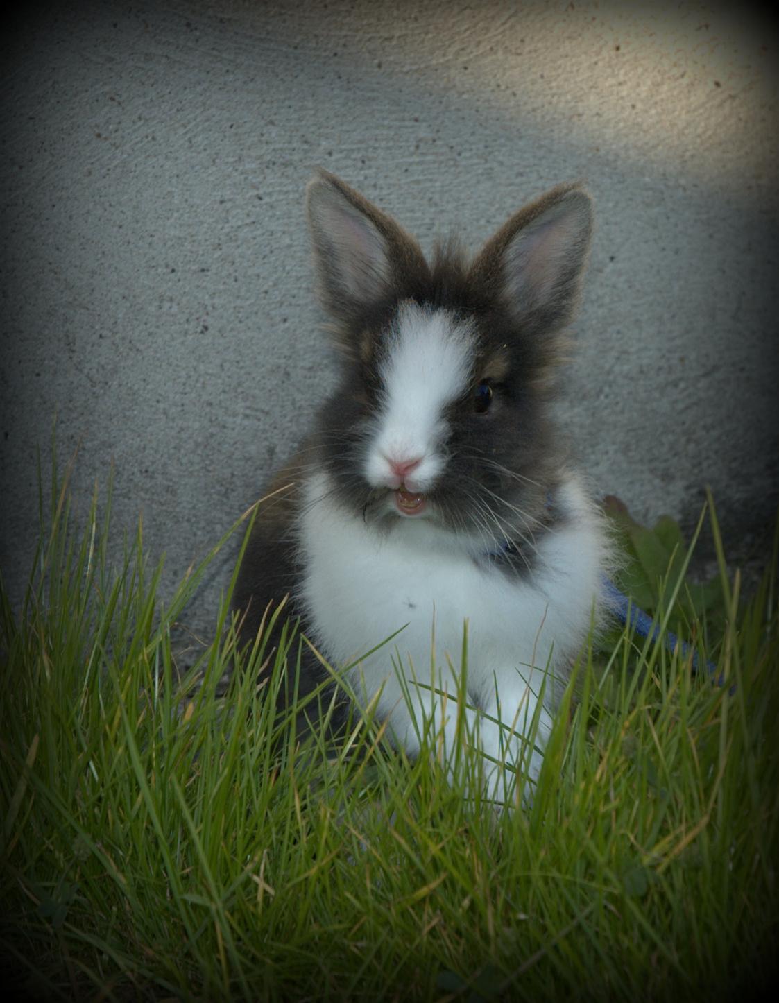 Kanin Pjerrot R.I.P - Smiiiil! billede 10