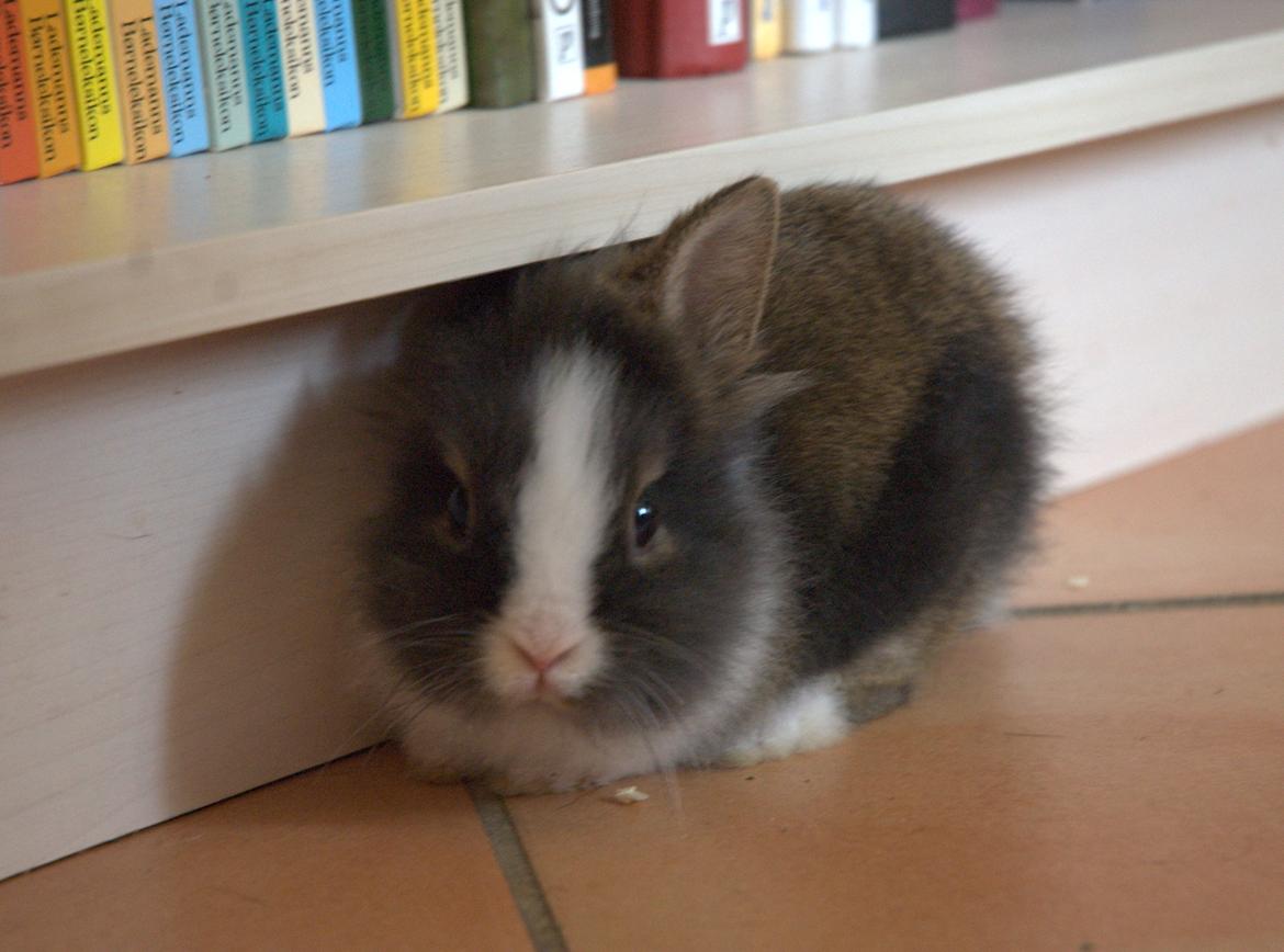 Kanin Pjerrot R.I.P - Jeg kan da sagtens være herunder :D billede 12