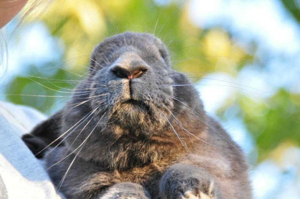 Kanin Lisáthos Azurit - Foto:Sanne Schmatz billede 7