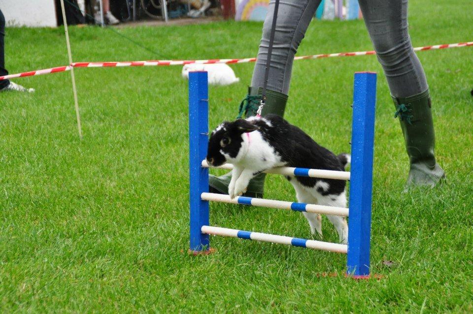 Kanin Silverados Partly Cloudy - Foto:Sanne Schmatz billede 14