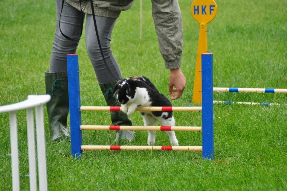 Kanin Silverados Partly Cloudy - Foto:Sanne Schmatz billede 19