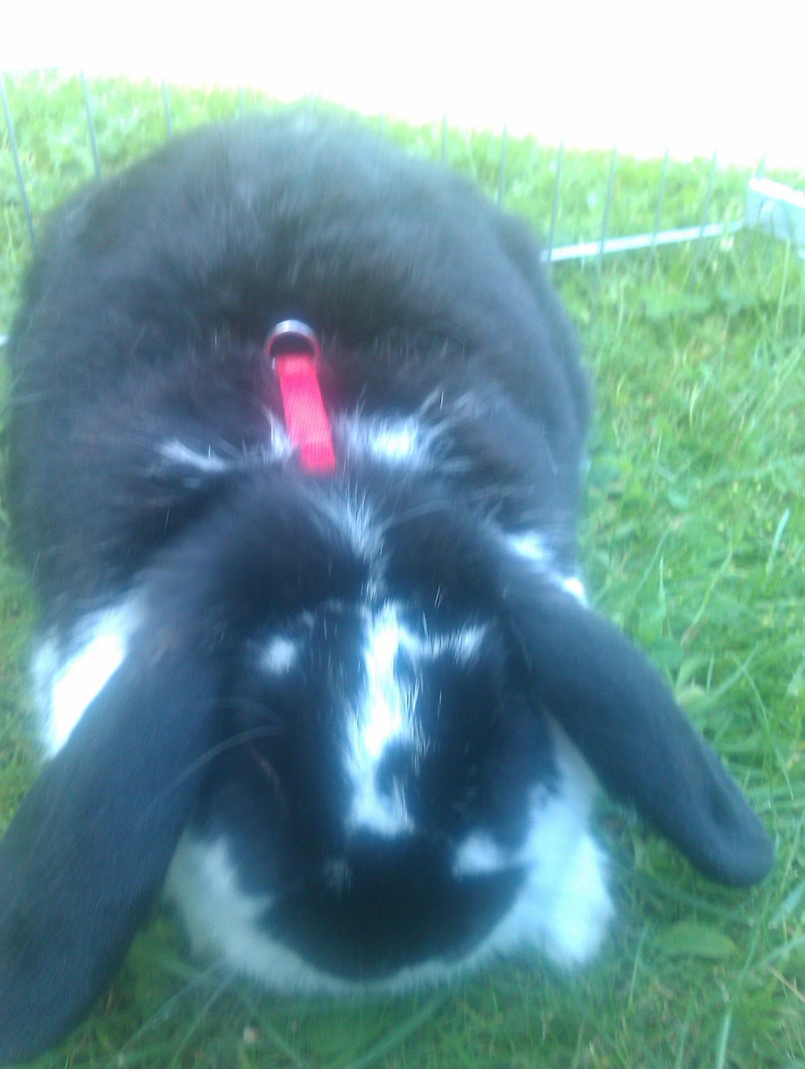 Kanin Hop`s Futte billede 1