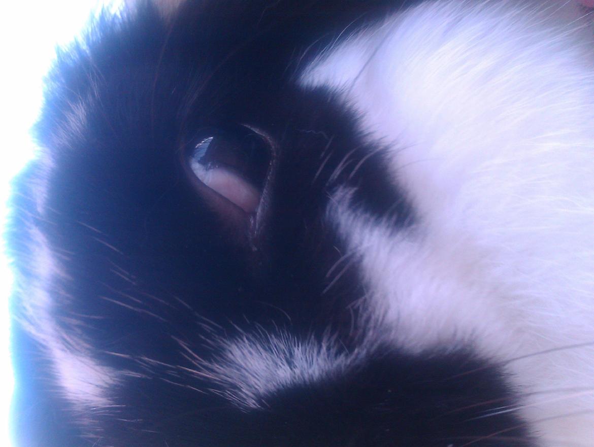 Kanin Hop`s Futte billede 2