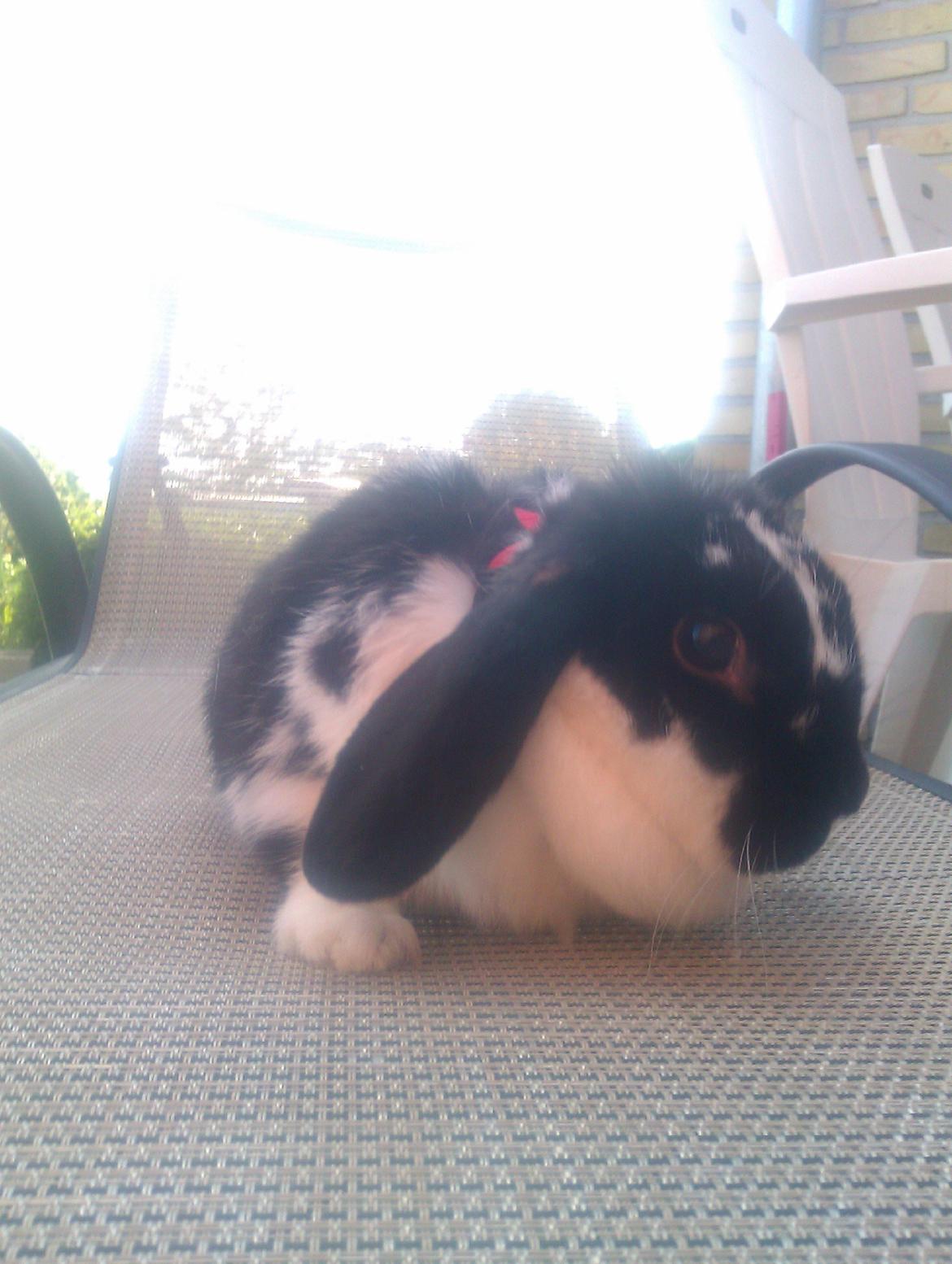 Kanin Hop`s Futte billede 3