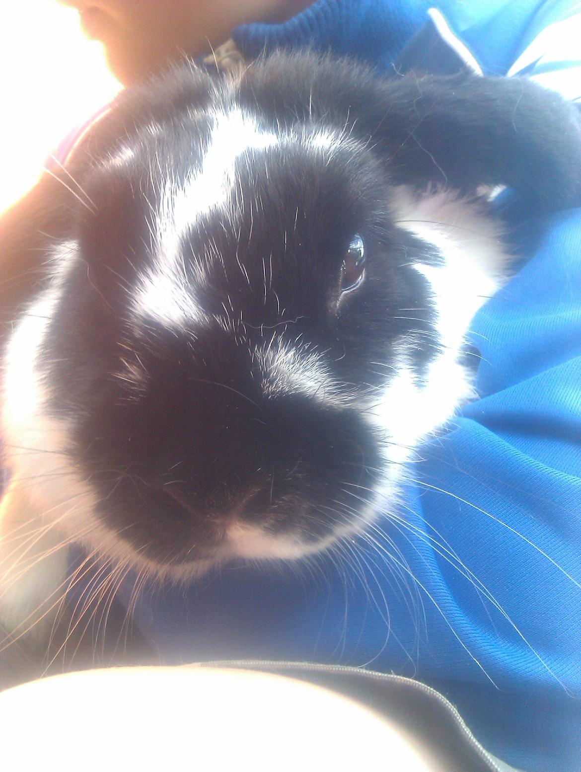 Kanin Hop`s Futte billede 4