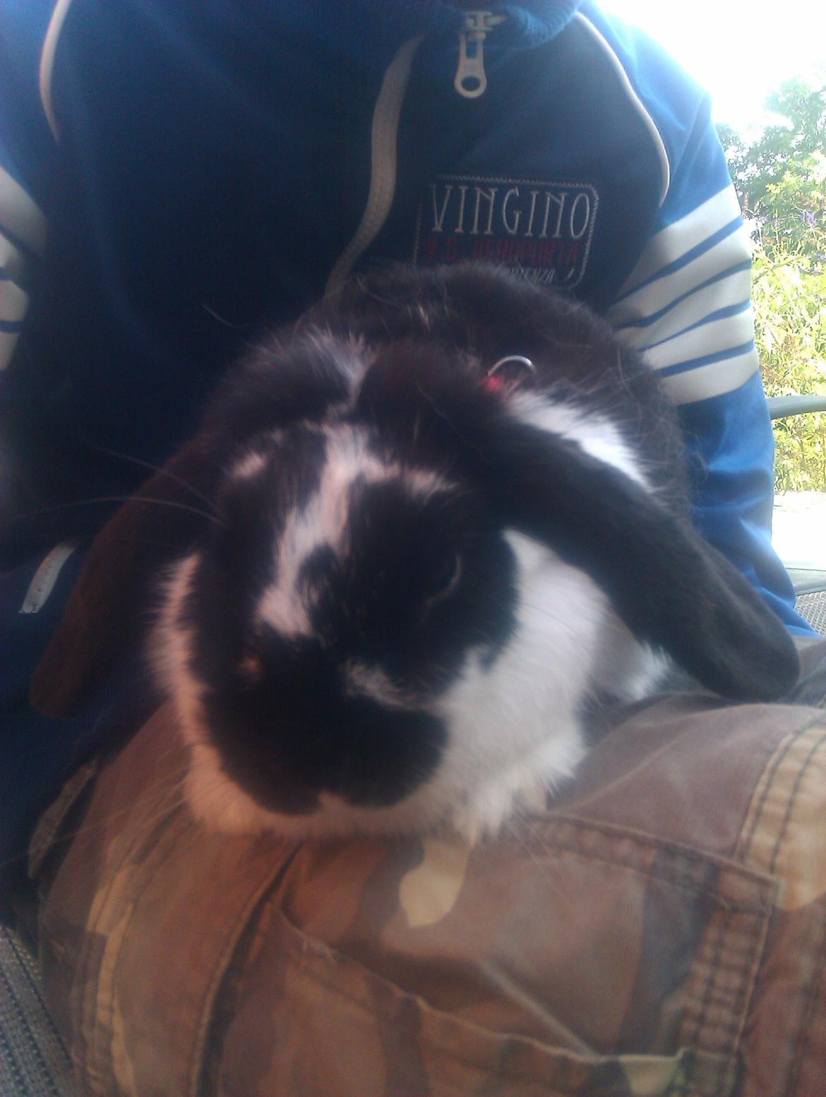 Kanin Hop`s Futte billede 5